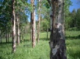 jedno z możliwych środowisk życia - las
