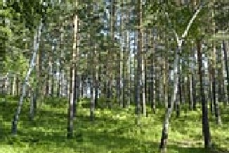 jedno z możliwych środowisk życia - las